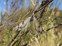 Tatochila mercedis mercedis