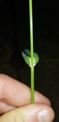 Echinochloa crus-galli