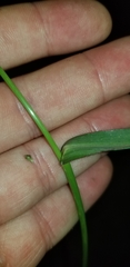 Echinochloa crus-galli