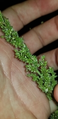 Echinochloa crus-galli