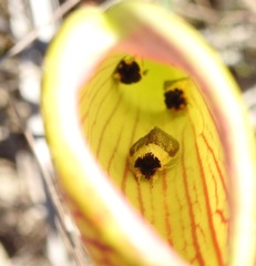 Exyra semicrocea