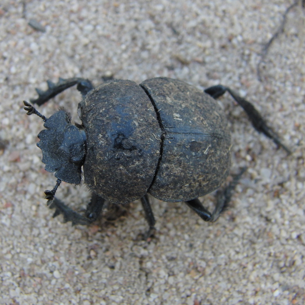 Ateuchetus