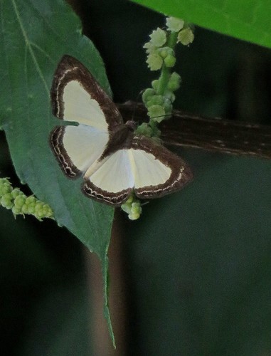 Synargis ochra