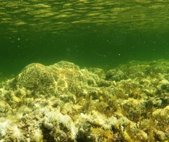 Atherinosoma microstoma