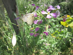 Tatochila mercedis mercedis