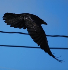 Corvus corax