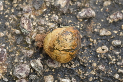 Pisolithus thermaeus