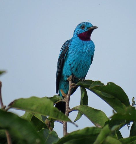 Cotingas (Cotingidae)