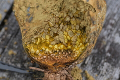 Pisolithus thermaeus