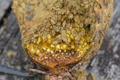 Pisolithus thermaeus