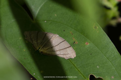 Orudiza protheclaria