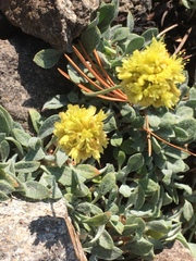 Eriogonum rosense