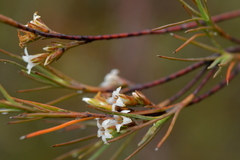 Dracophyllum subulatum