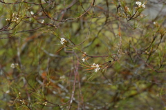 Dracophyllum subulatum