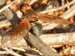 Ligyra punctipennis