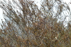 Dracophyllum subulatum