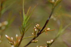 Dracophyllum subulatum