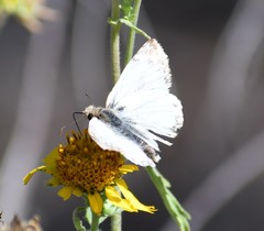Heliopetes laviana