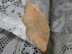 Syncirsodes primata