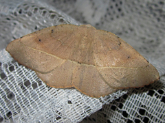 Syncirsodes primata