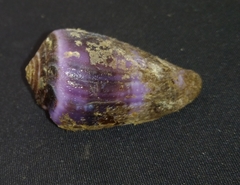 Conus purpurascens