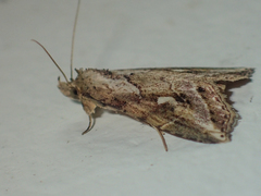 Chorsia
