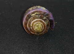Conus purpurascens