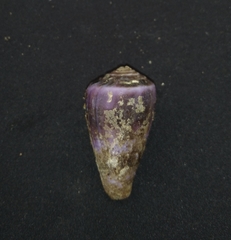 Conus purpurascens