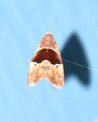 Cobubatha hippotes
