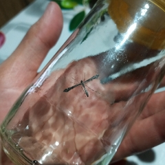 Anstenoptilia