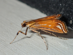 Malickyella