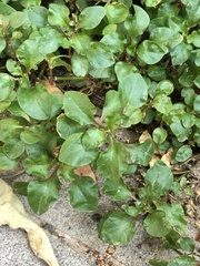 Trianthema portulacastrum