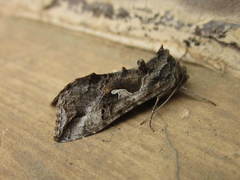 Autoplusia gammoides