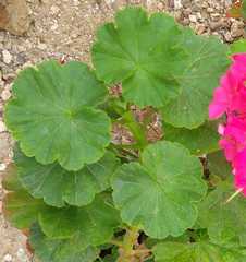 Pelargonium × hybridum