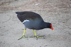 Gallinula galeata cachinnans