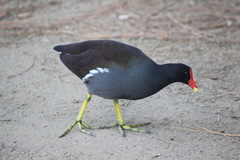 Gallinula galeata cachinnans