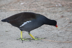 Gallinula galeata cachinnans