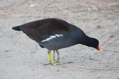 Gallinula galeata cachinnans