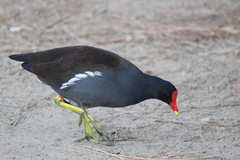 Gallinula galeata cachinnans