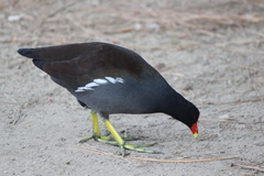 Gallinula galeata cachinnans