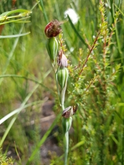 Calochilus uliginosus