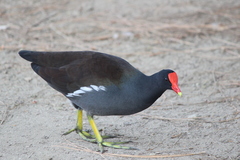 Gallinula galeata cachinnans