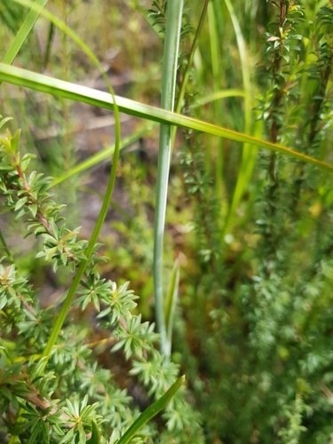Image of Calochilus uliginosus by (c) Em Lamond, some rights reserved (CC BY)