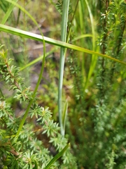 Calochilus uliginosus