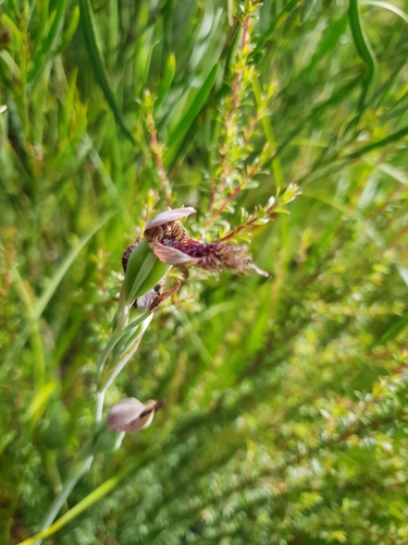 Image of Calochilus uliginosus by (c) Em Lamond, some rights reserved (CC BY)