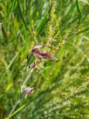 Calochilus uliginosus