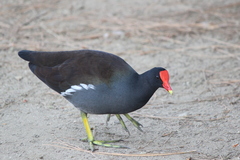 Gallinula galeata cachinnans