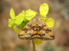 Pyrausta