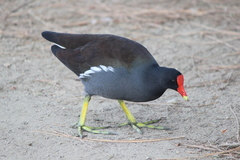 Gallinula galeata cachinnans