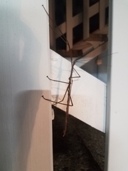 Acrophylla wuelfingi